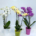 Phalaenopsis - Orchidee - Auswahl