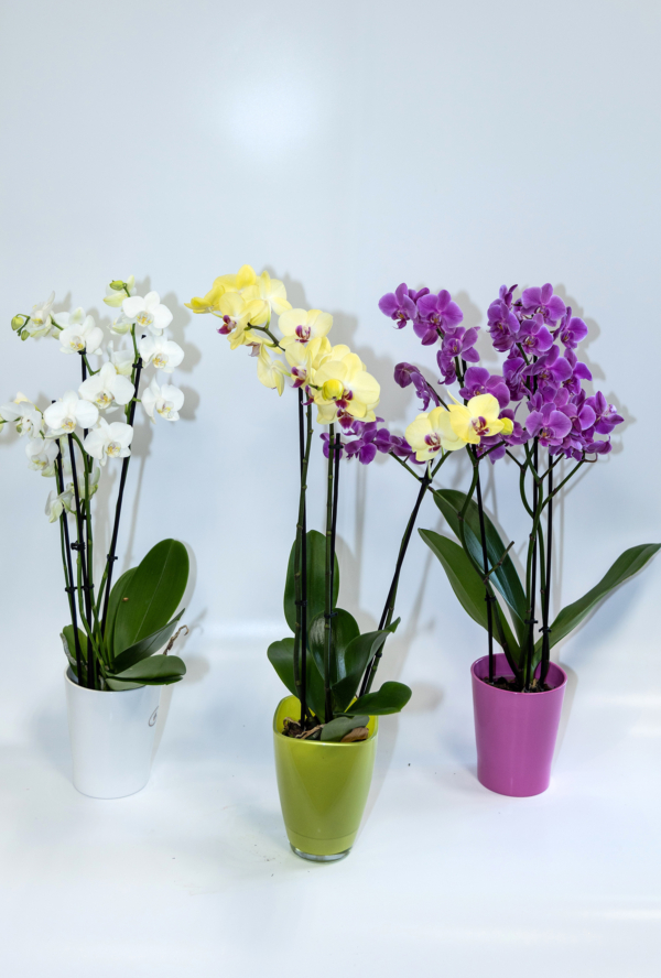Phalaenopsis - Orchidee - Auswahl