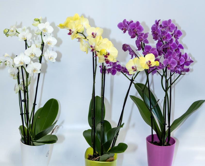 Phalaenopsis - Orchidee - Auswahl