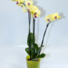 Phalaenopsis - Orchidee gelb