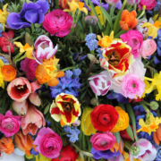 Ihr Blumencenter mit Frischegarantie